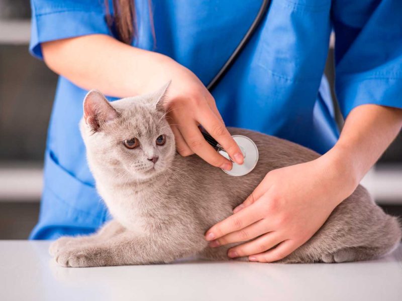 cardiologia-veterinaria-mascotas